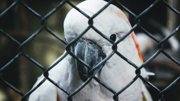 The Hygiene Routine Every Bird Owner Should Follow