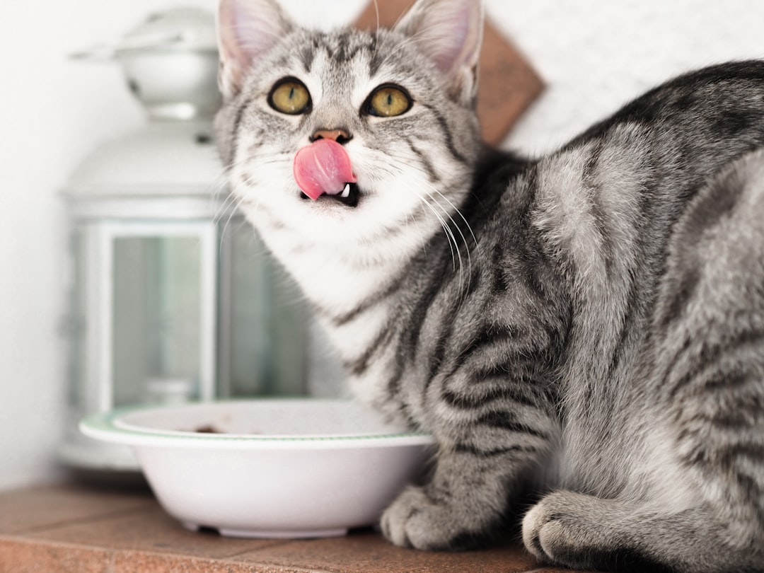 10 Best Beef Liver Treats Your Dogs and Cats Will Crave