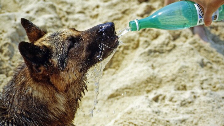 Climate Change Is Becoming a Serious Danger for Dogs