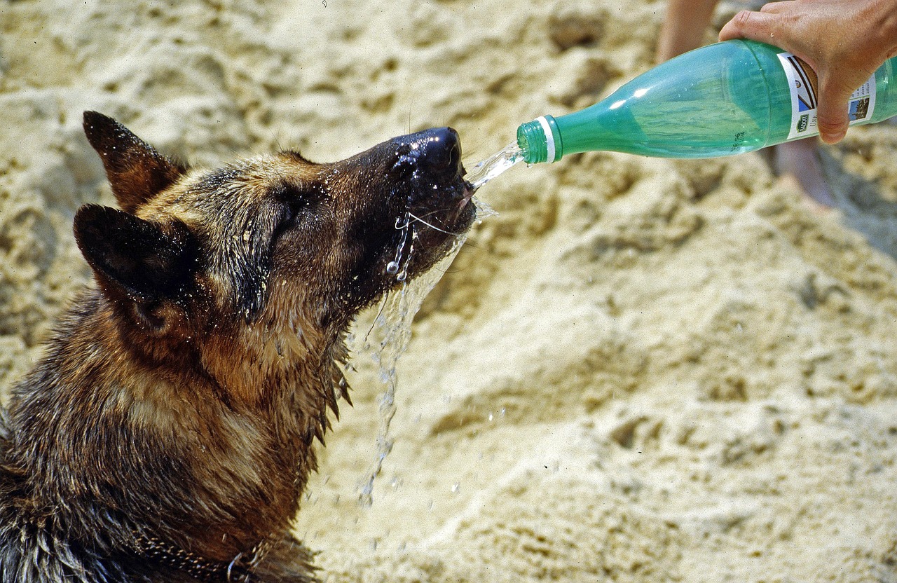 Canine Climate Impact News: How A Warmer World Affects Dogs
