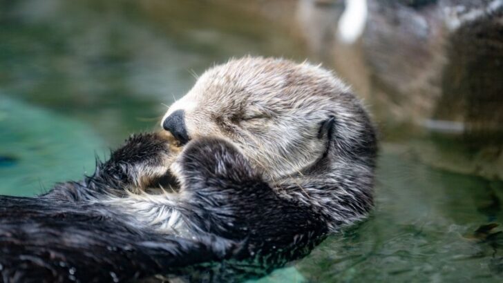 Tiny Matted Sea Otter Pup Transforms from Desperate Orphan to Irresistible Fluff Ball