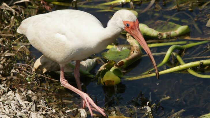 Feathered Friend Refuses to Leave Injured Ibis Behind