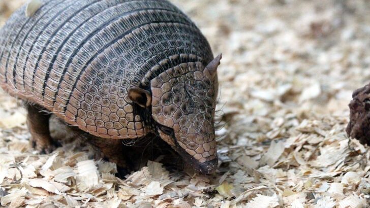Rescued Armadillo Allen’s Suitcase Naps Steal the Show at Kentucky Wildlife Center