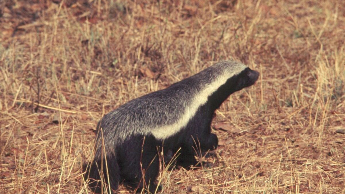 6 Facts About the Honey Badger That Will Blow You Away