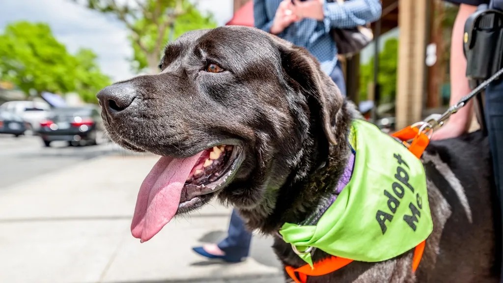 Adopting a Shelter Pet Changes Both Your Lives Forever