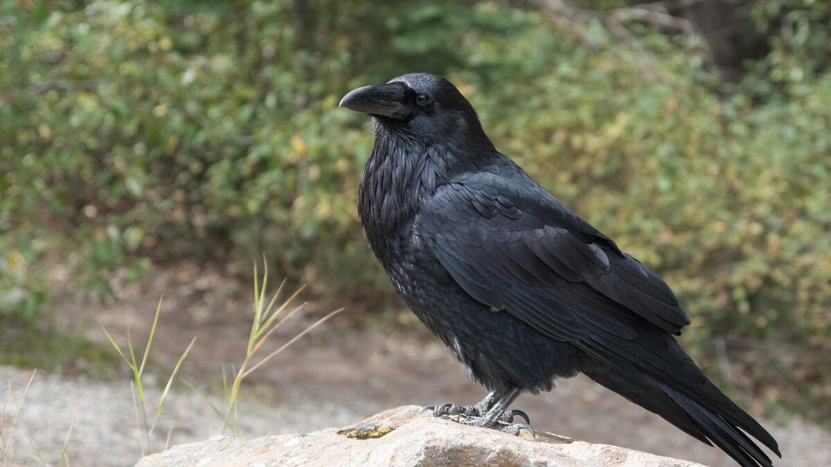 Wild Crow Angel Swoops Into Family's Backyard and Stays for Good