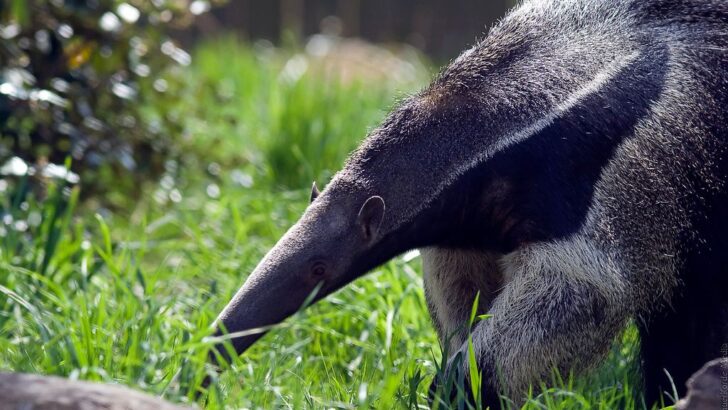 Baby Anteater’s Epic Journey from Shy Orphan to Wild Hunter
