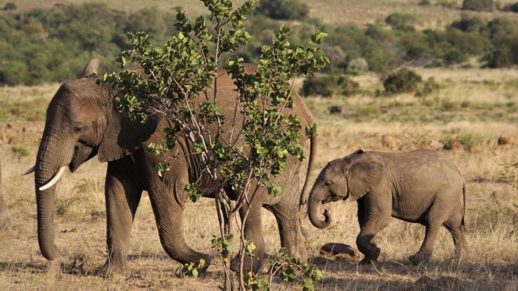 Fierce Elephant Mom Drives Off Charging Rhino to Save Baby