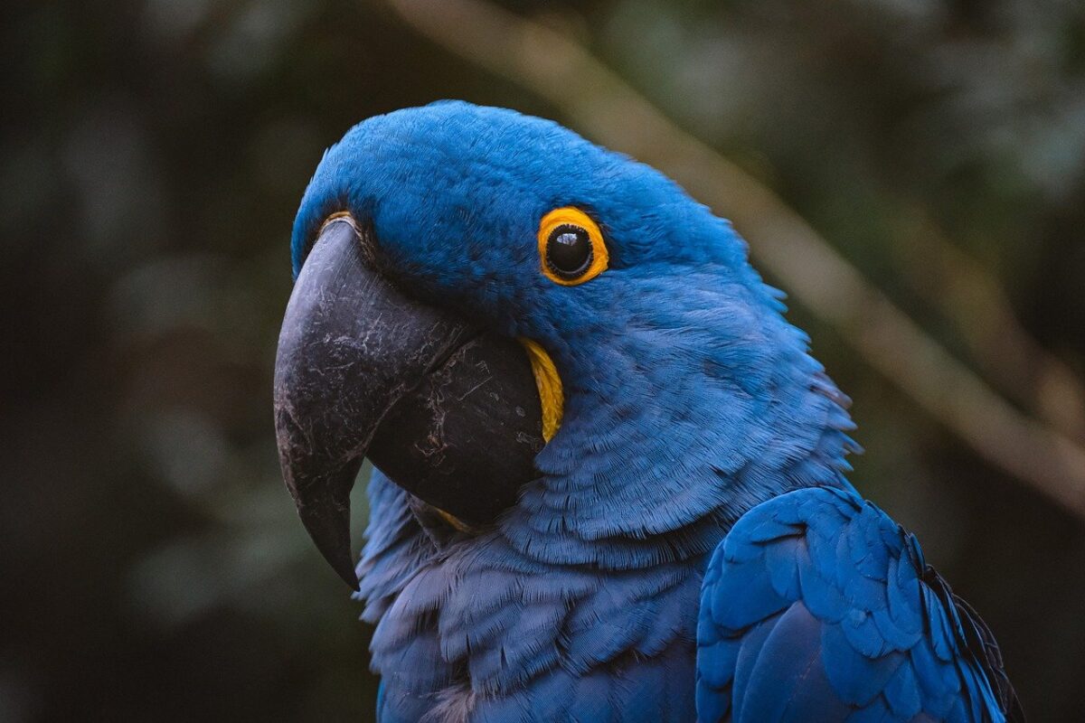 Bird Health Checklist: Signs of a Happy Bird