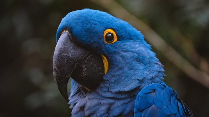 What a Healthy Happy Bird Looks Like