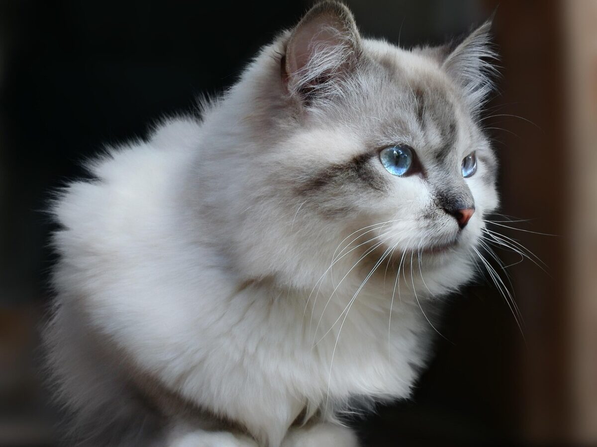 Your Cat Acts Unbothered—Until It Wants You. Here’s Why