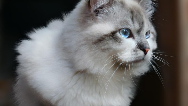 Why Cats Give You the Cold Shoulder by Day—Then Crave Cuddles at Night