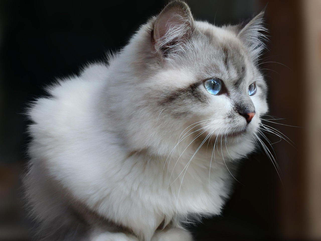 Your Cat Acts Unbothered - Until It Wants You. Here’s Why