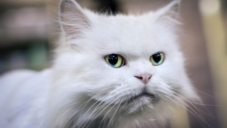How Long Cats Can Handle Home Alone Time