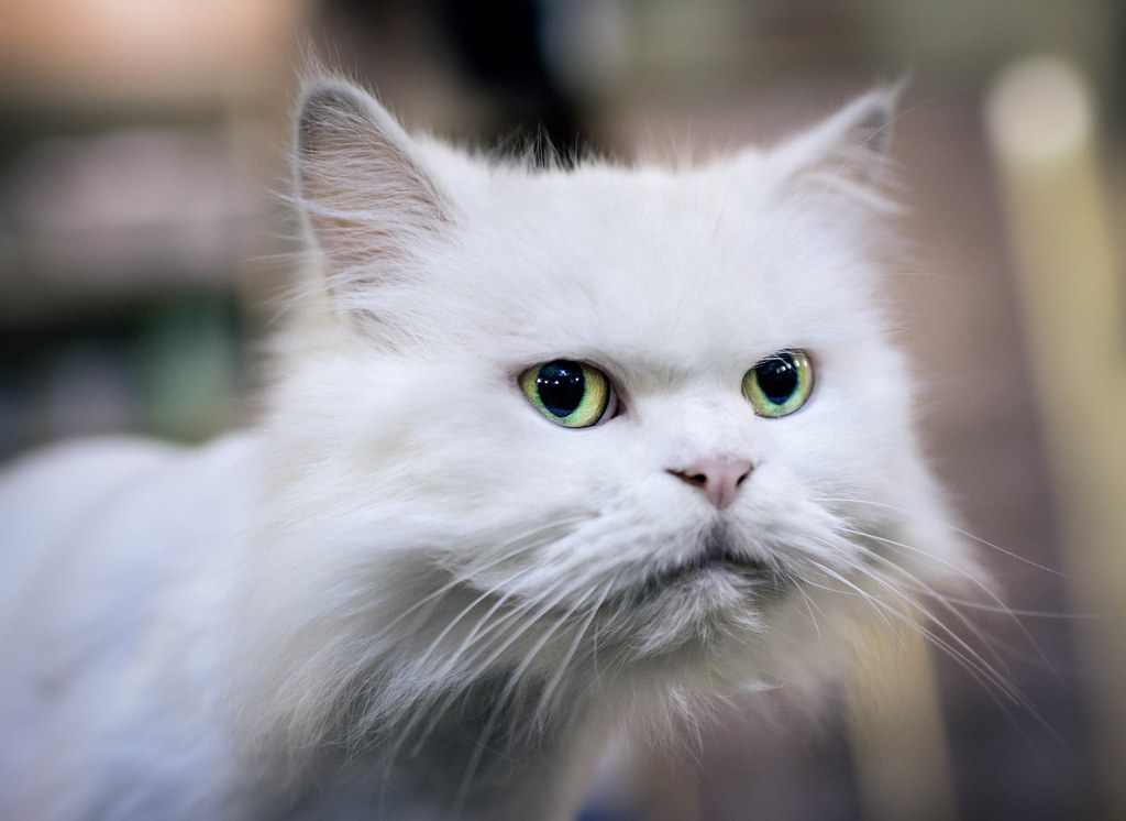 The Truth About How Long Cats Can Be Left Alone