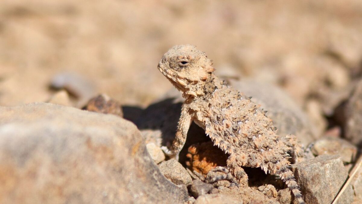 6 Incredible Animal Adaptations That Will Make You Rethink Survival