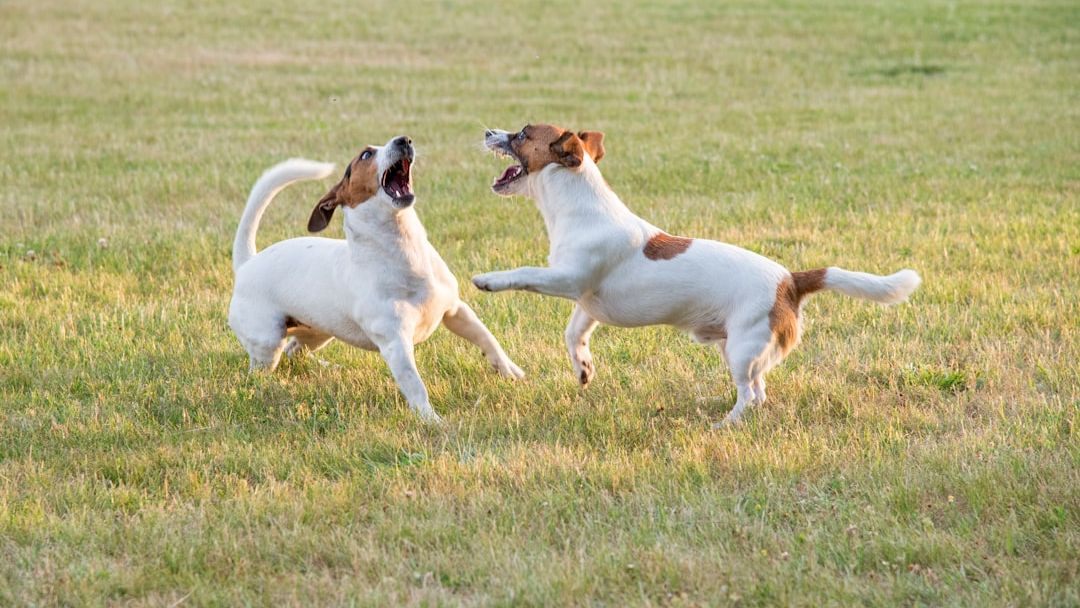 The Worst Dogs for Quiet Households (And the Calmest Companions)