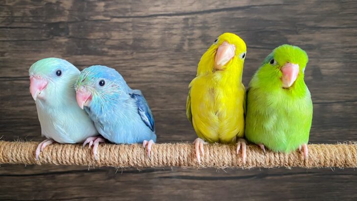 How to Keep Your Pet Bird Happy With the Right Toy