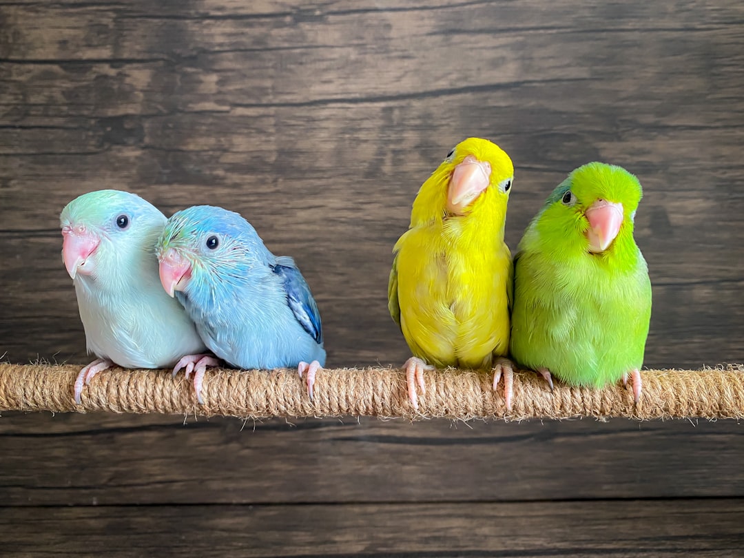 Bird Toys 101: Keeping Your Bird Entertained