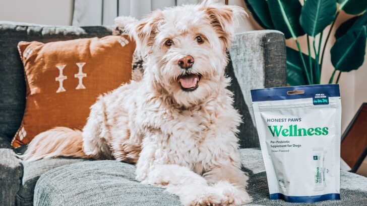What to Know Before Giving Your Dog Probiotics