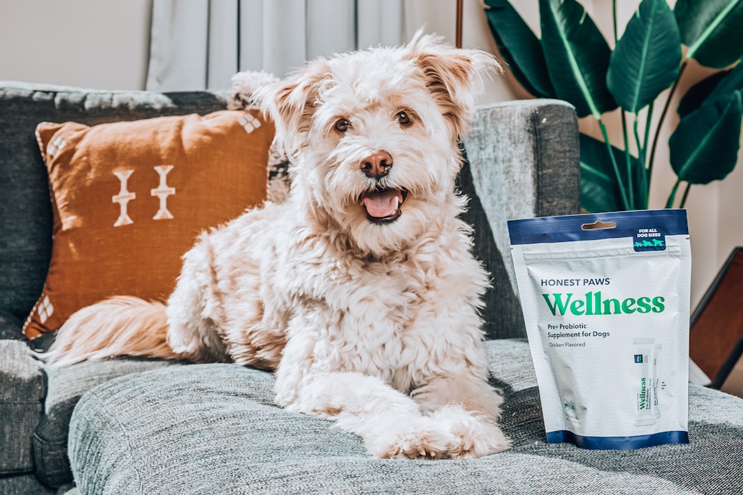 Guide to Probiotics for Dogs: What They Do & How to Choose