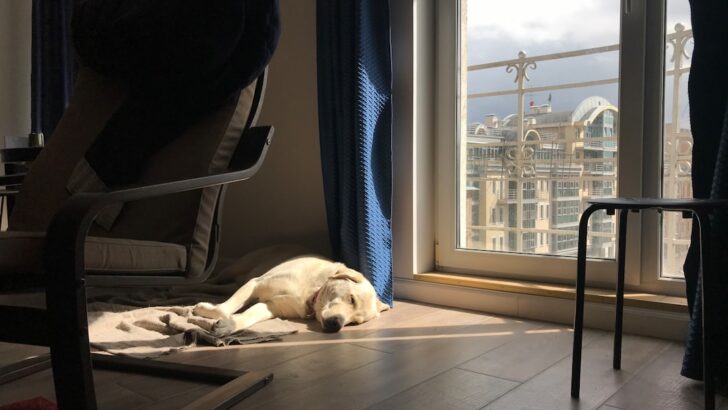 The Smooth Way to Introduce Your Dog to Your New Home