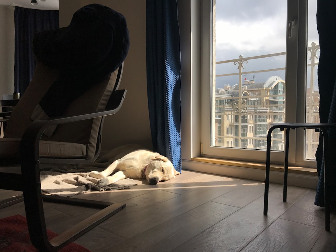 Smooth Transition: Home Acclimation Plan Dogs For A Stress-Free Start