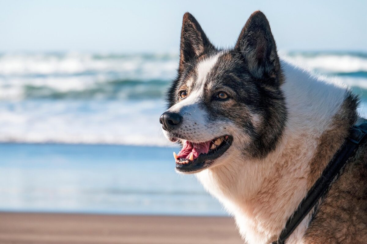 Dog and Puppy Barking: 7 Common Triggers and Solutions