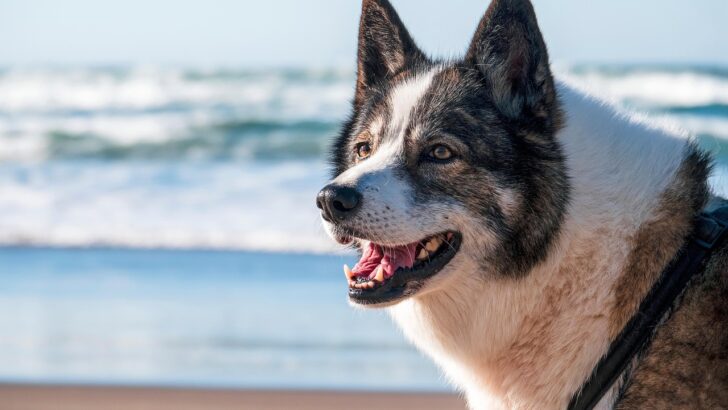 Why Dogs Bark and How to Calm Them Fast