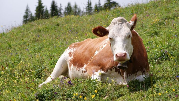 Woman and Rescued Cow Forge Unbreakable Wordless Bond After Life-Saving Prosthetic Treatment