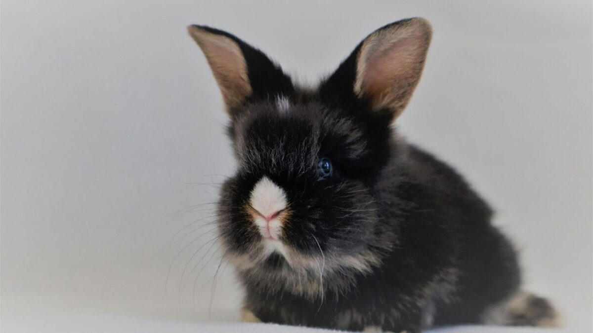 Abandoned Bunnies Bunny and Clyde Find Joy in Unlikely Friendships with Cat and Dog