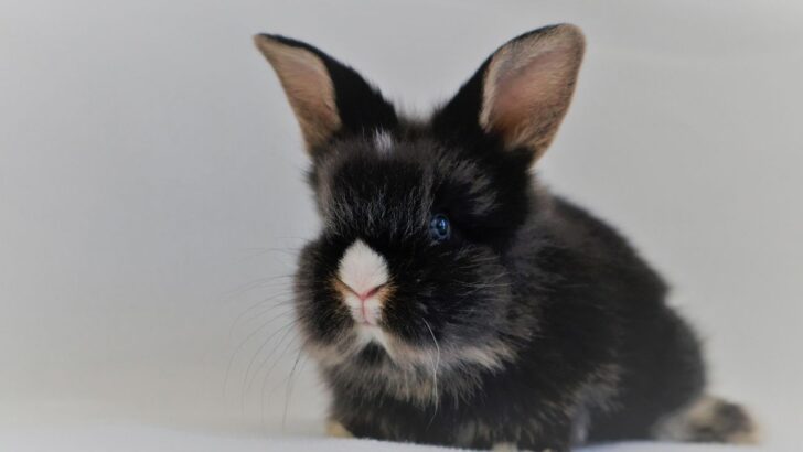 Abandoned Bunnies Find Joy in Unlikely Friendships with Cat and Dog