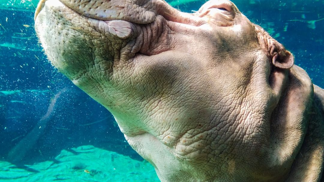 6 Remarkable Land Animals That Can Hold Their Breath for Astounding Lengths of Time