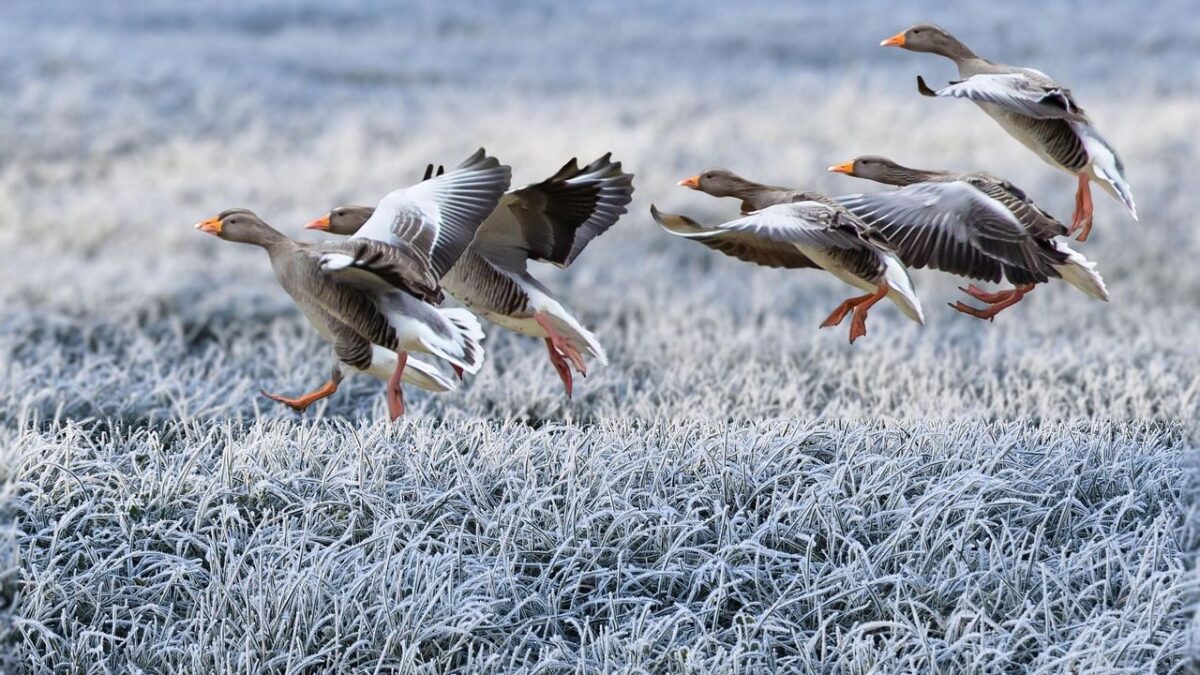 Birds Use Intricate Migratory Paths That Span Continents, a True Marvel of Nature
