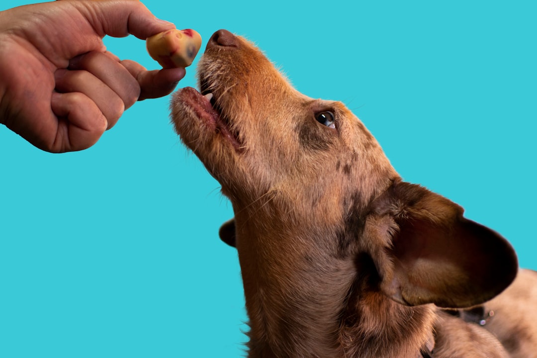 10 Remarkable Health Benefits of Organic Dog Treats Your Pet Deserves