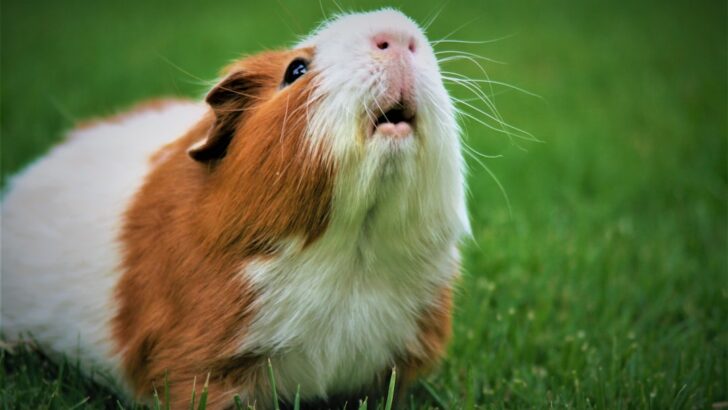 How to Build the Perfect Habitat for Small Pets