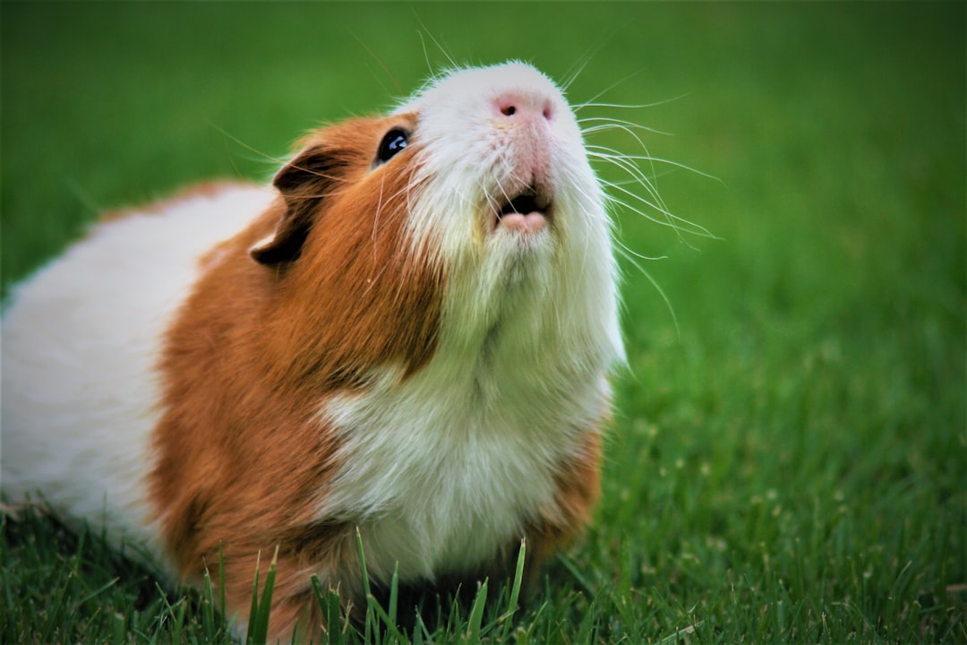 Small Pet Paradise: Creating The Perfect Habitat