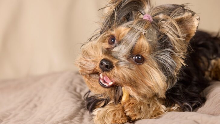 Vet-Recommended Chew Safe Wood Toys for Small Pets