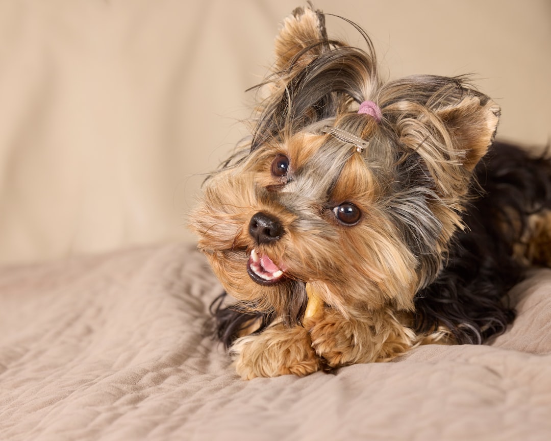 Safe Wood Chew Toys For Small Pets That Vets Recommend