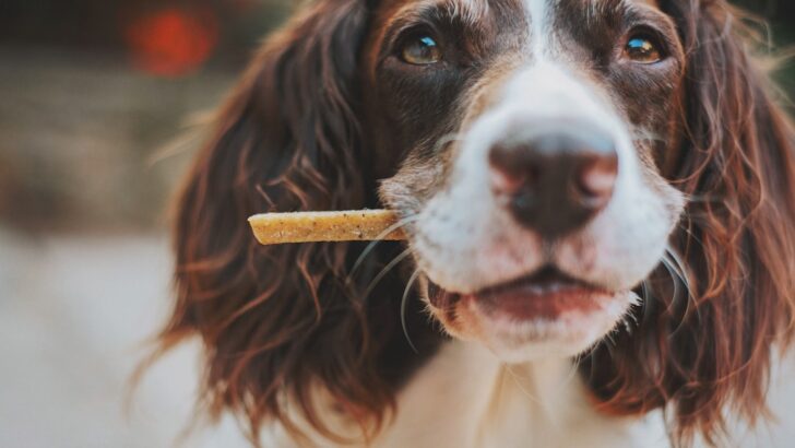 How Limited Ingredient Treats Help Dogs With Food Allergies