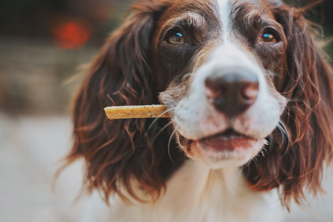 Limited Ingredient Dog Treats for Allergies That Actually Work