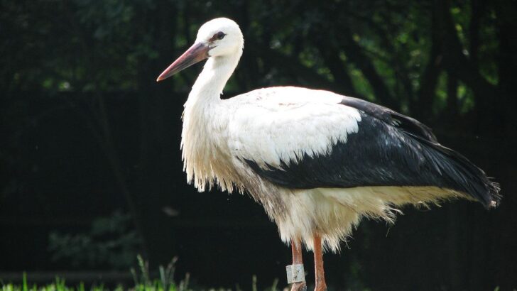 Stork’s Karate-Style Leap Thwarts Jackal Ambush in Kruger National Park