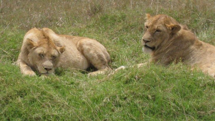 Circus Lions Finally Roam Free After Heartwarming Reunion and Epic Journey