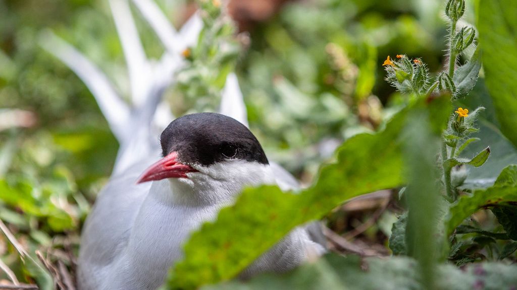 This Tiny Bird Species Migrates Further Than Any Other Animal On Earth