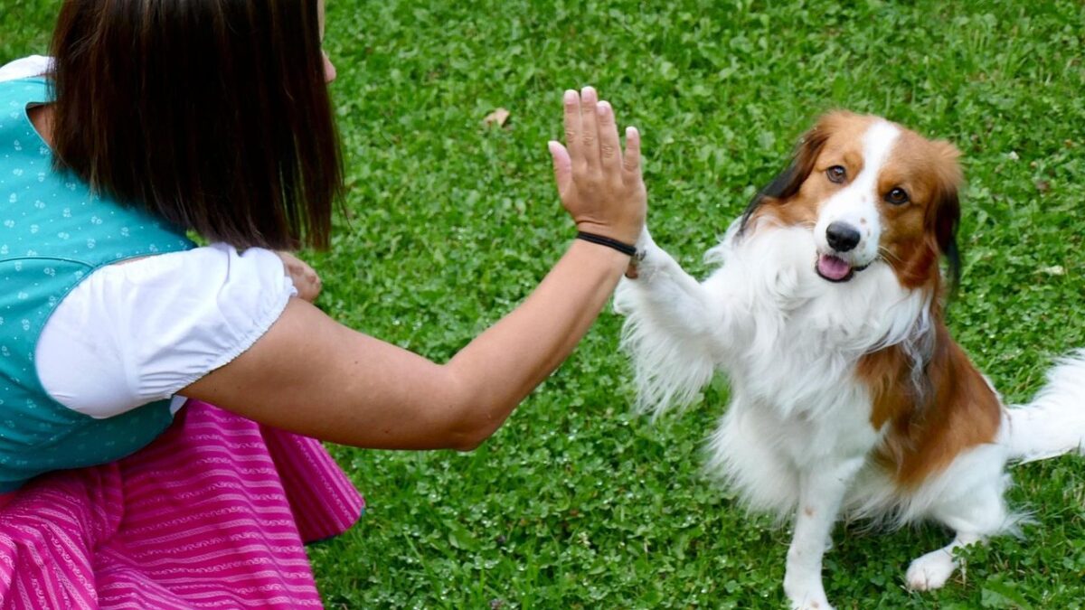 Dogs Can Understand Human Emotions With Startling Accuracy, Study Reveals
