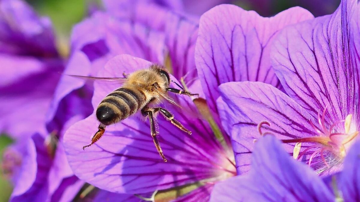 Honey Bees Are Far More Intelligent Than Scientists Ever Imagined