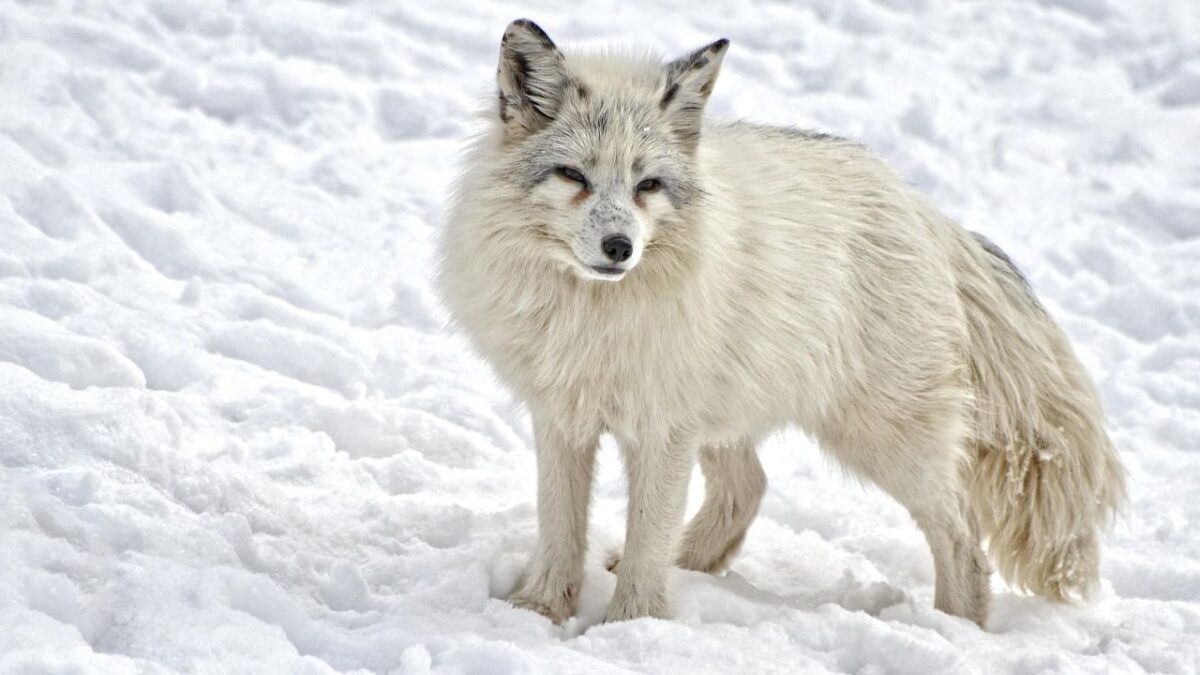 From Desert to Tundra, America's Landscapes Shelter a Staggering Array of Unique Mammals