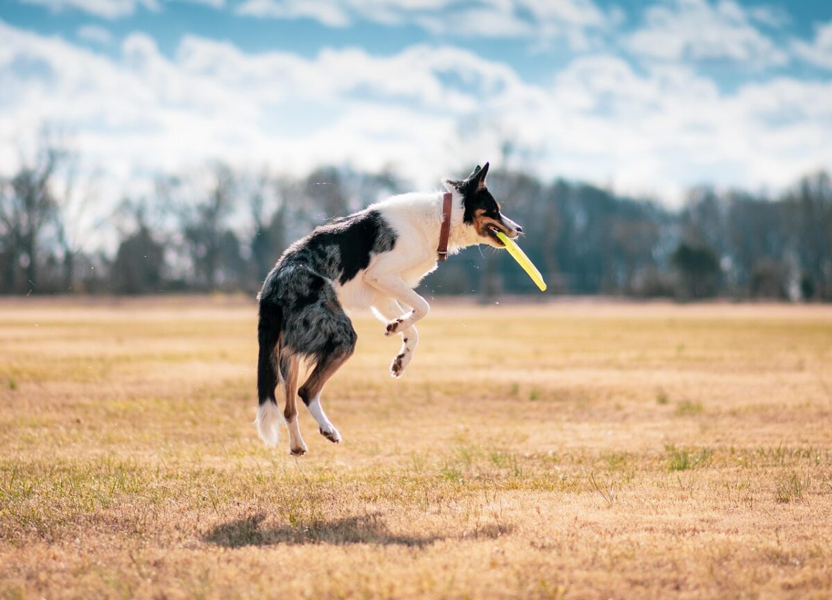 Pet Exercise Tips: Keeping Your Animals Active and Happy