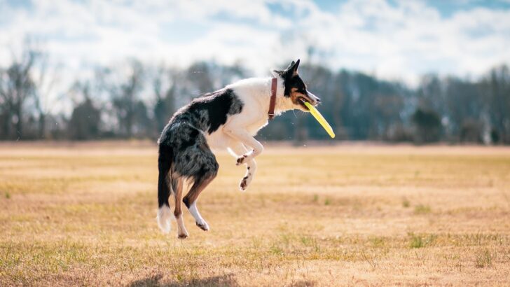 Why Your Pet Needs a Workout Plan Just Like You