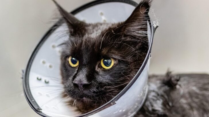 The Small Behavior Changes in Pets That Reveal Hidden Illness